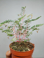 Phyllanthus Urinaria Variegata