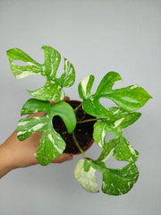 Monstera Minima (Raphidophora Tetrasperma) Thai Constellation