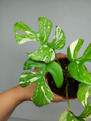 Monstera Minima (Raphidophora Tetrasperma) Thai Constellation