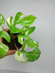 Monstera Minima (Raphidophora Tetrasperma) Thai Constellation