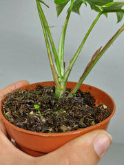 Monstera Minima (Raphidophora Tetrasperma) Thai Constellation