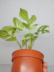Monstera Minima (Raphidophora Tetrasperma) Thai Constellation