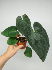 Anthurium Papillilaminum x Dressleri