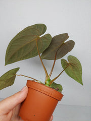 Anthurium Papillilaminum x Dressleri