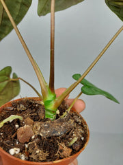 Anthurium Papillilaminum x Dressleri