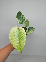Monstera Jungle Mint