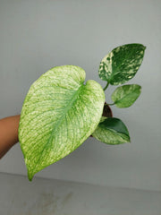 Monstera Jungle Mint