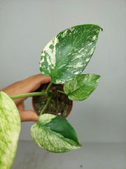 Monstera Jungle Mint