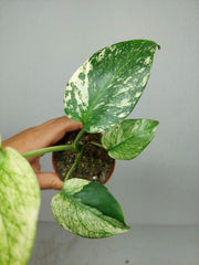 Monstera Jungle Mint
