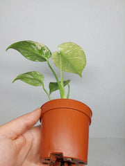 Monstera Jungle Mint