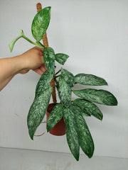 Raphidophora Elliptica Mint