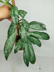 Raphidophora Elliptica Mint