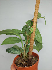 Raphidophora Elliptica Mint