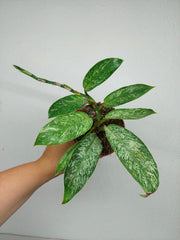 Raphidophora Elliptica Mint