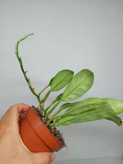 Raphidophora Elliptica Mint