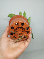 Raphidophora Elliptica Mint