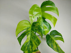 Monstera Aurea Stecklinge
