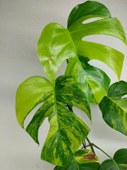 Monstera Aurea Stecklinge