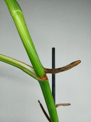 Monstera Aurea Stecklinge