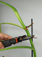 Monstera Aurea Stecklinge