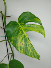 Monstera Aurea Stecklinge