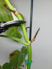 Monstera Aurea Stecklinge