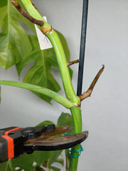 Monstera Aurea Stecklinge