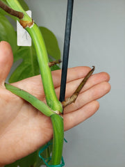 Monstera Aurea Stecklinge