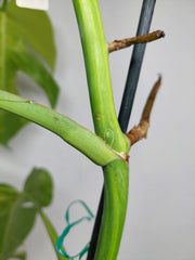 Monstera Aurea Stecklinge