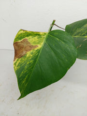 Monstera Aurea Stecklinge