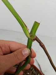 Monstera Aurea Stecklinge