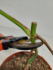 Monstera Aurea Stecklinge