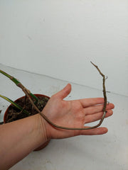 Monstera Aurea Stecklinge