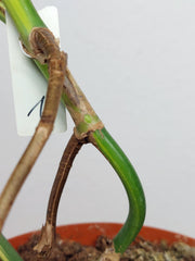 Monstera Aurea Stecklinge