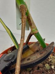 Monstera Aurea Stecklinge