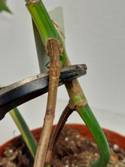 Monstera Aurea Stecklinge