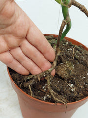 Monstera Aurea Stecklinge