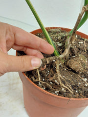 Monstera Aurea Stecklinge