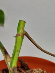 Monstera Aurea Stecklinge