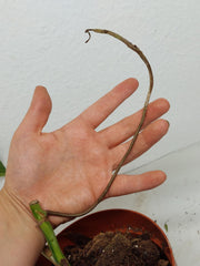 Monstera Aurea Stecklinge