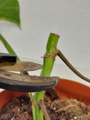 Monstera Aurea Stecklinge