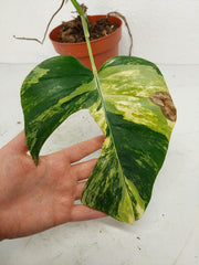 Monstera Aurea Stecklinge