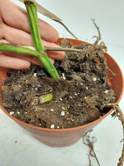 Monstera Aurea Stecklinge