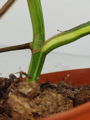 Monstera Aurea Stecklinge