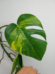 Monstera Aurea Stecklinge