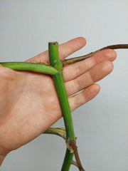 Monstera Aurea Stecklinge