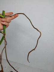 Monstera Aurea Stecklinge