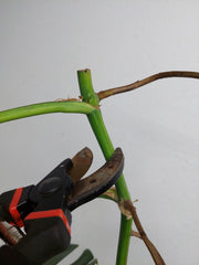 Monstera Aurea Stecklinge
