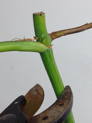 Monstera Aurea Stecklinge