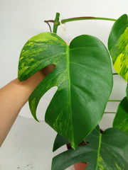 Monstera Aurea Stecklinge